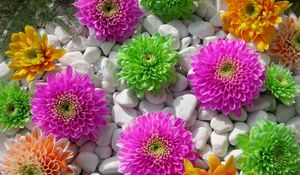 Preview wallpaper chrysanthemums, flowers, rocks, composition, beauty