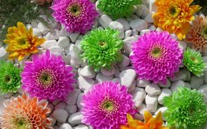 Preview wallpaper chrysanthemums, flowers, rocks, composition, beauty