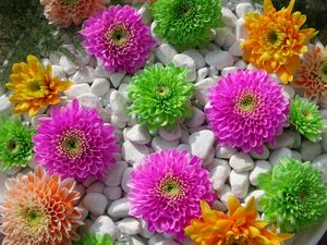 Preview wallpaper chrysanthemums, flowers, rocks, composition, beauty