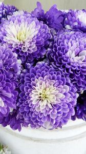 Preview wallpaper chrysanthemums, flowers, two-color, many