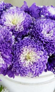 Preview wallpaper chrysanthemums, flowers, two-color, many