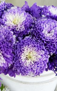 Preview wallpaper chrysanthemums, flowers, two-color, many