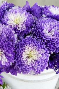 Preview wallpaper chrysanthemums, flowers, two-color, many