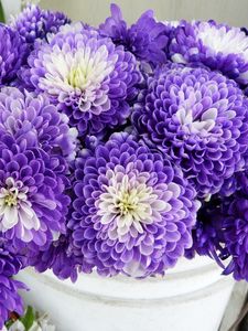 Preview wallpaper chrysanthemums, flowers, two-color, many