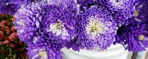 Preview wallpaper chrysanthemums, flowers, two-color, many