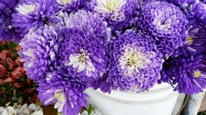Preview wallpaper chrysanthemums, flowers, two-color, many