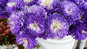 Preview wallpaper chrysanthemums, flowers, two-color, many