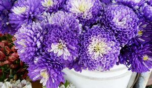 Preview wallpaper chrysanthemums, flowers, two-color, many