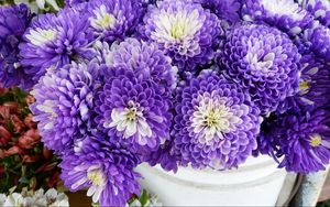 Preview wallpaper chrysanthemums, flowers, two-color, many