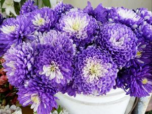 Preview wallpaper chrysanthemums, flowers, two-color, many