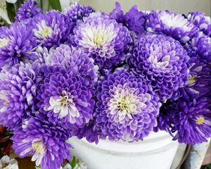 Preview wallpaper chrysanthemums, flowers, two-color, many