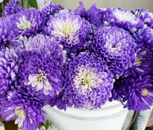 Preview wallpaper chrysanthemums, flowers, two-color, many