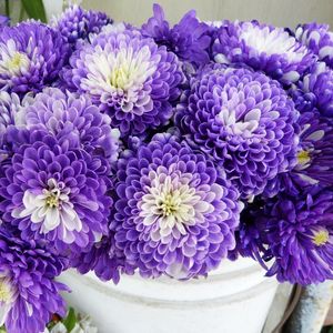 Preview wallpaper chrysanthemums, flowers, two-color, many