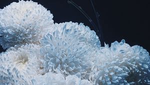 Preview wallpaper chrysanthemums, flowers, white, bouquet