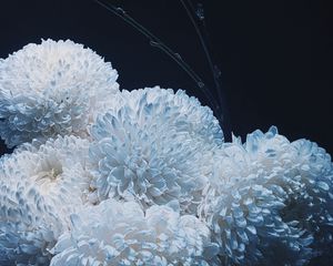 Preview wallpaper chrysanthemums, flowers, white, bouquet