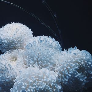 Preview wallpaper chrysanthemums, flowers, white, bouquet