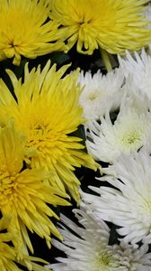 Preview wallpaper chrysanthemums, flowers, white, yellow, close-up