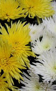 Preview wallpaper chrysanthemums, flowers, white, yellow, close-up