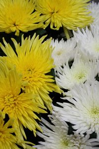 Preview wallpaper chrysanthemums, flowers, white, yellow, close-up