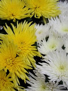 Preview wallpaper chrysanthemums, flowers, white, yellow, close-up