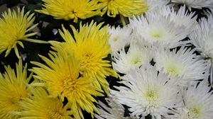 Preview wallpaper chrysanthemums, flowers, white, yellow, close-up