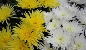 Preview wallpaper chrysanthemums, flowers, white, yellow, close-up