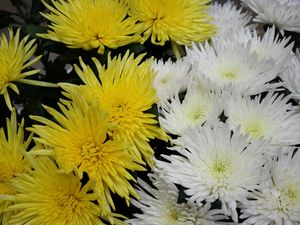 Preview wallpaper chrysanthemums, flowers, white, yellow, close-up