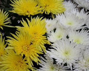 Preview wallpaper chrysanthemums, flowers, white, yellow, close-up