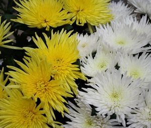 Preview wallpaper chrysanthemums, flowers, white, yellow, close-up