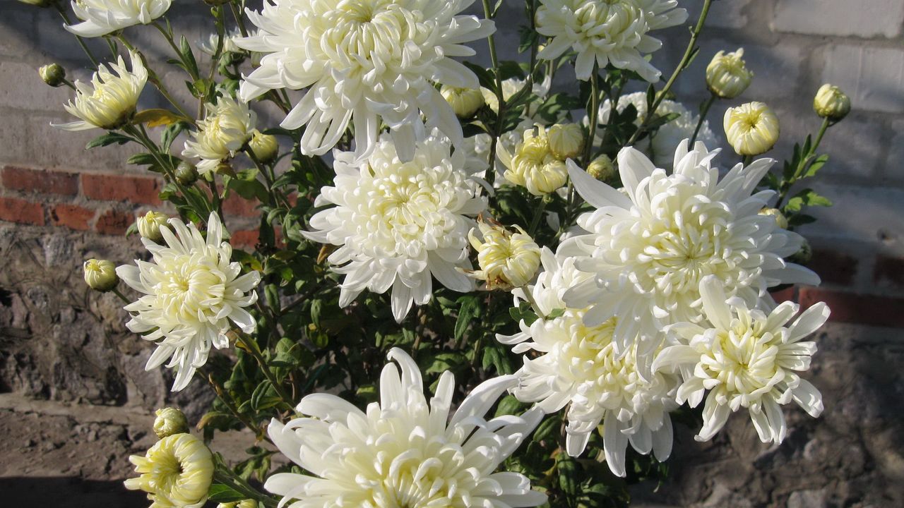 Wallpaper chrysanthemums, flowers, white, flower, wall