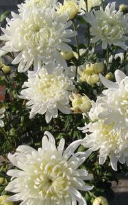 Preview wallpaper chrysanthemums, flowers, white, flower, wall