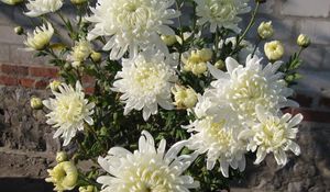 Preview wallpaper chrysanthemums, flowers, white, flower, wall