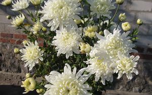 Preview wallpaper chrysanthemums, flowers, white, flower, wall