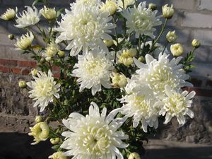 Preview wallpaper chrysanthemums, flowers, white, flower, wall