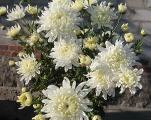 Preview wallpaper chrysanthemums, flowers, white, flower, wall