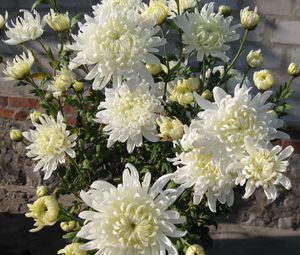 Preview wallpaper chrysanthemums, flowers, white, flower, wall