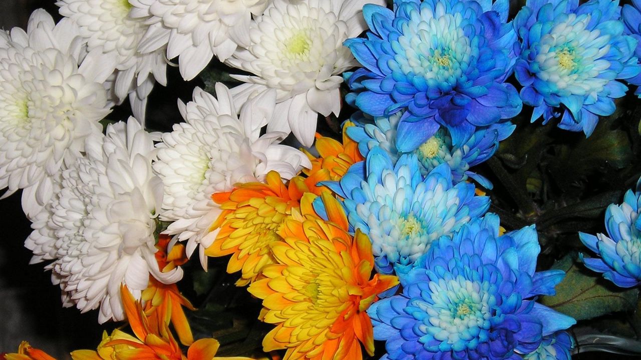 Wallpaper chrysanthemums, flowers, white, blue, orange, close-up