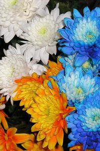 Preview wallpaper chrysanthemums, flowers, white, blue, orange, close-up