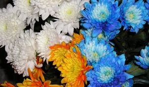 Preview wallpaper chrysanthemums, flowers, white, blue, orange, close-up