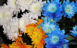 Preview wallpaper chrysanthemums, flowers, white, blue, orange, close-up