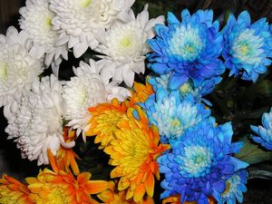 Preview wallpaper chrysanthemums, flowers, white, blue, orange, close-up
