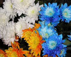 Preview wallpaper chrysanthemums, flowers, white, blue, orange, close-up