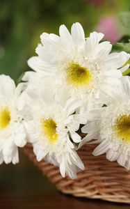 Preview wallpaper chrysanthemums, flowers, white, basket, close-up