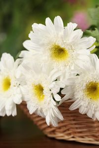 Preview wallpaper chrysanthemums, flowers, white, basket, close-up