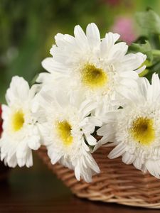 Preview wallpaper chrysanthemums, flowers, white, basket, close-up