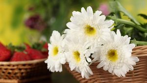 Preview wallpaper chrysanthemums, flowers, white, basket, close-up