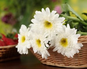 Preview wallpaper chrysanthemums, flowers, white, basket, close-up