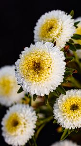 Preview wallpaper chrysanthemums, flowers, white, yellow, autumn