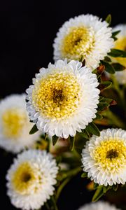 Preview wallpaper chrysanthemums, flowers, white, yellow, autumn