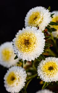 Preview wallpaper chrysanthemums, flowers, white, yellow, autumn